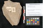 Foto (Objekt + Etikett) von Walchia piniformis Sternbg. (NHMW-GEO-2024-0188-11122)